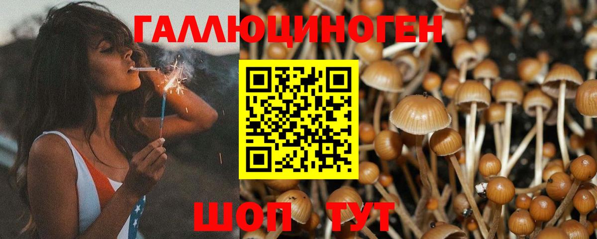 Псилоцибиновые грибы Psilocybine cubensis Екатеринбург